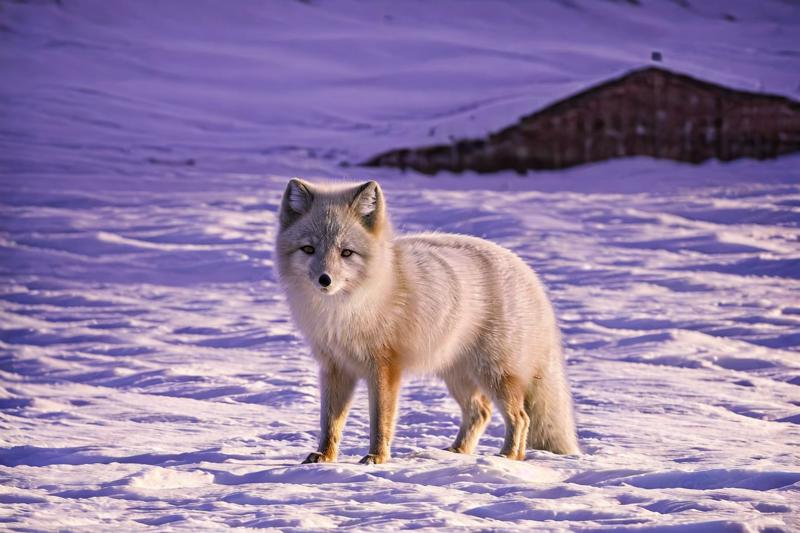 62501442-425642427-_lora_animals-HXZ_0.7_polar animals, animals, arctic fox,bisque,spring,.png